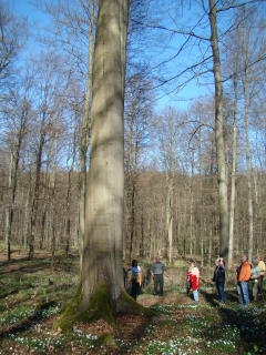 Förster Büttner ließ den Frühling im Hainich erleben