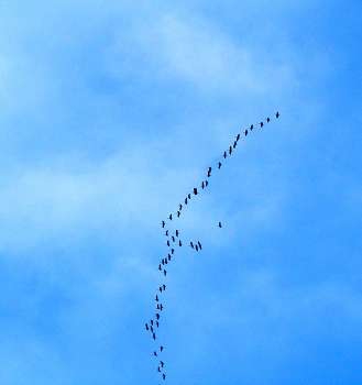 Zugvögel unterwegs